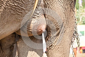 Elephant nipple