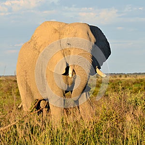 Elephant from Nxai Pan,Botswana