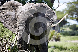 Elephant offense portrait wildlife Africa