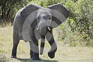 Elephant, Okavango Delta, Botswana