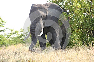 Elephant old and wise in natural habitat photo