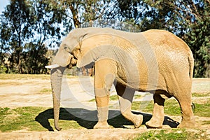 Elephant