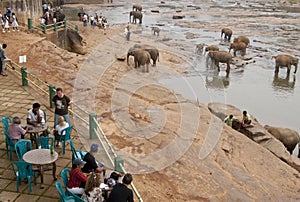 Elephant Orphanage