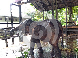 Elephant orphanage photo