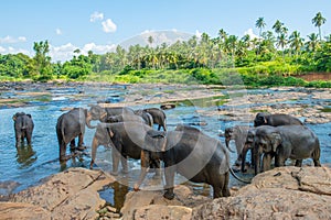 Elephant Orphanage in Pinnawala is nursery and captive breeding ground for wild Asian elephants in Sri Lanka.