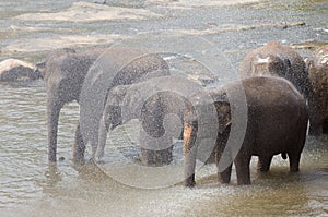 Elephant orphanage in Sri Lanka