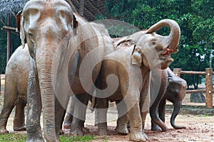 Elephant Orphanage, Sri Lanka photo