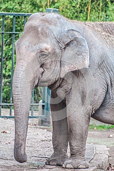 Elephant pachyderm