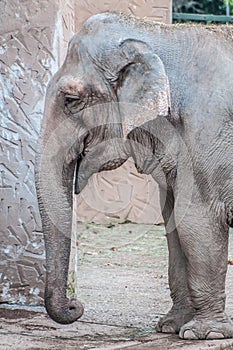 Elephant pachyderm head