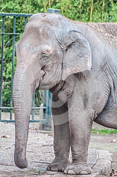 Elephant pachyderm photo
