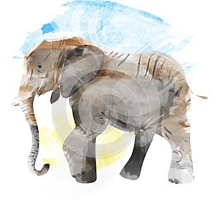 Elephant painted watercolor illustration