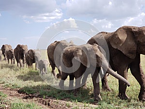 Elephant Parade, Serengeti National Park, Tanzania