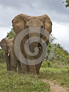 Elephant path photo