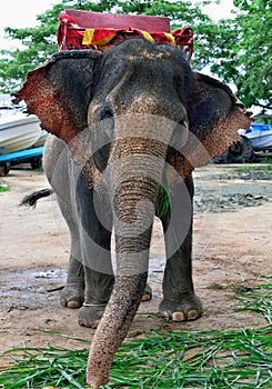 Elephant, Pattaya