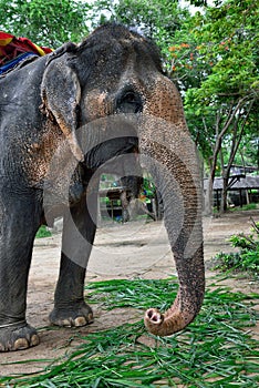 Elephant, Pattaya