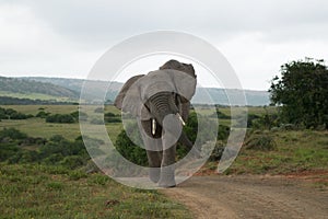 Elephant photo