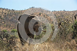 Elephant at Pilanesberg National Park