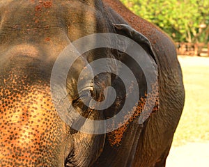 Elephant  in Pinnawela elephant orphanage, Sri Lanka photo