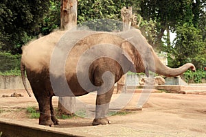 The elephant play