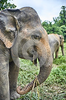 Elephant play with grass