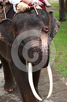Elephant playing harmonica
