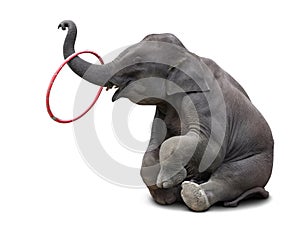 Elephant playing hulahoop