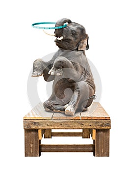 Elephant playing hulahoop