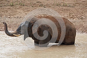 elephant playing in the pond.