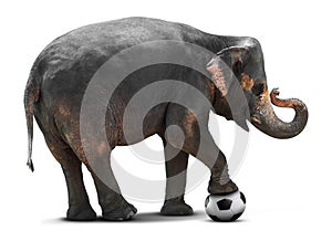 Elephant playing soccer