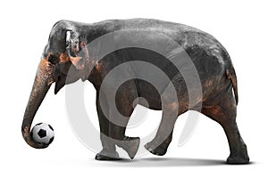 Elephant playing soccer