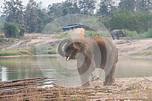 Elephant playing
