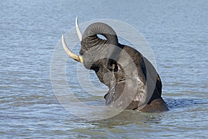 Elephant playing in water with head up in Kruger Park South Africa