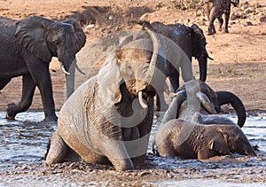 Elephant playing in water with rest