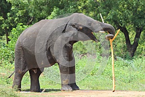 Elephant playing with wooden stick