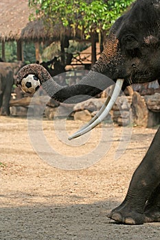 Elephant plays football