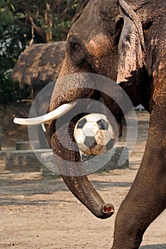 Elephant plays football