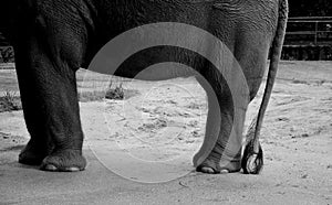 The elephant plays sadly with a tire and a ball tied to a chain. concrete wet floor. is sprinkled with sand in detail of the head