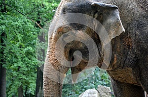 The elephant plays sadly with a tire and a ball tied to a chain. concrete wet floor. is sprinkled with sand in detail of the head