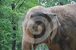 The elephant plays sadly with a tire and a ball tied to a chain. concrete wet floor. is sprinkled with sand in detail of the head