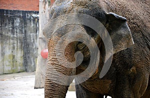 The elephant plays sadly with a tire and a ball tied to a chain. concrete wet floor. is sprinkled with sand in detail of the head