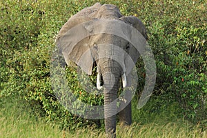 An elephant pokes its head out of a bush in the Masai Mara in Kenya