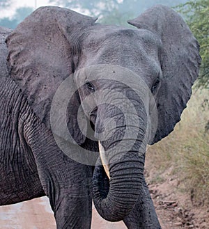 Elephant Portait in Kruger National Park