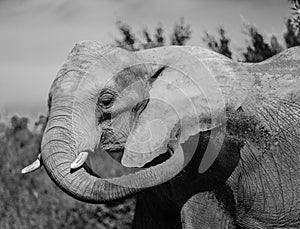 Elephant portrain in black and white.