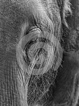 Elephant portrait