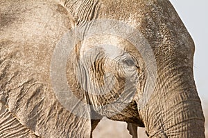 Elephant portrait