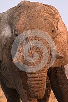 Elephant portrait