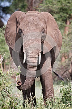 Elephant portrait