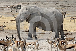 Elephant Portrait