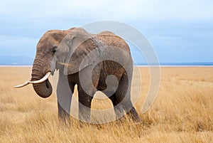 Elephant portrait