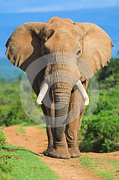 Elephant portrait photo